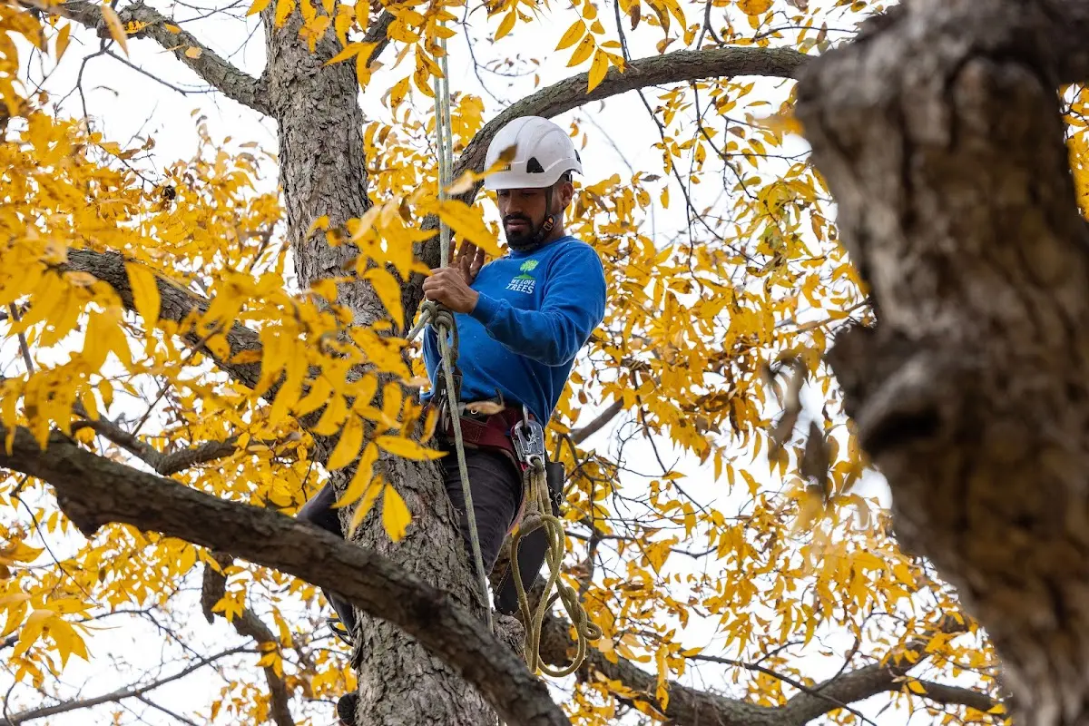 Skilled Storm Damage Cleanup crew working in Kelso